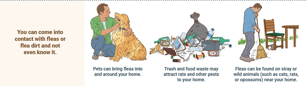 Dog Fleas