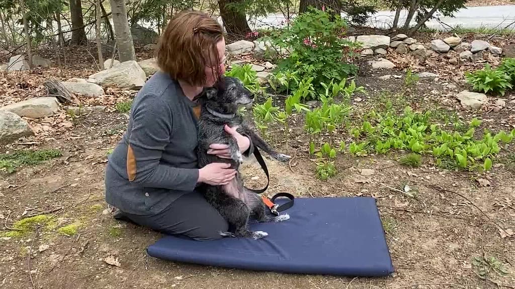 how to make a dog poop instantly