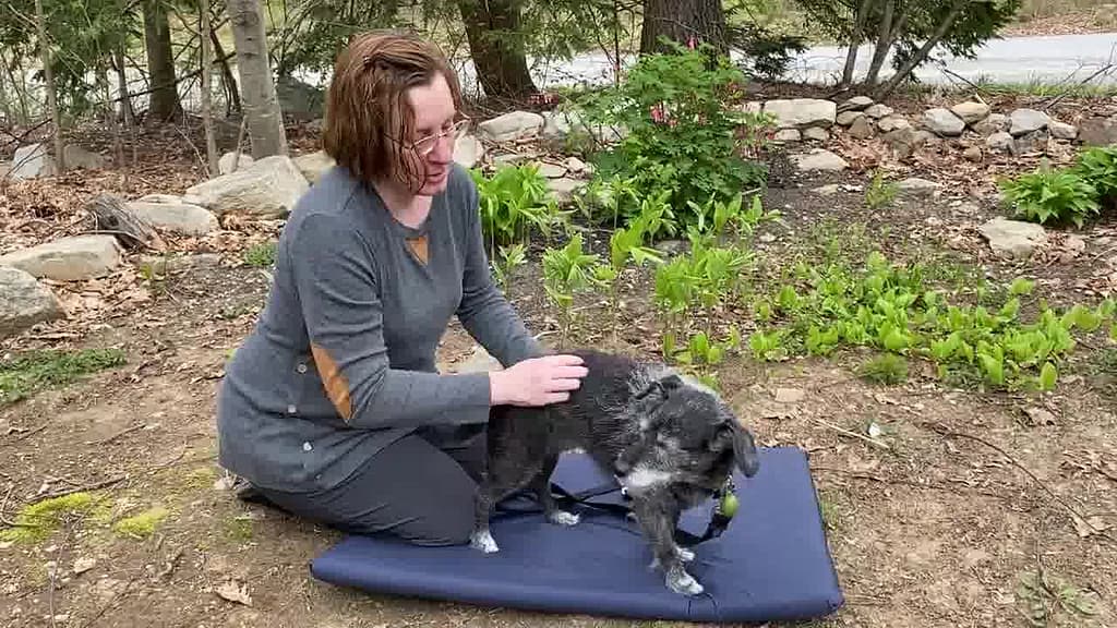 how to make a dog poop instantly