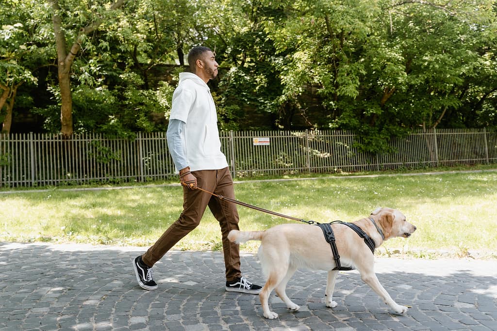 how to make a dog poop instantly?
