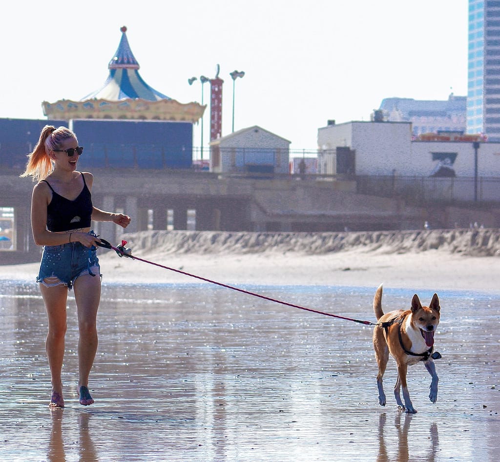 Dog-Holding-Poop-on-Purpose