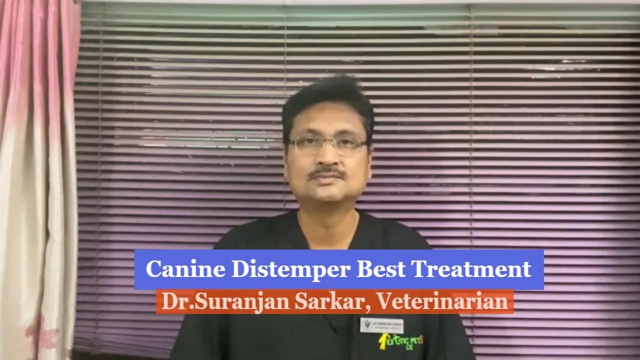 ๐ถ Saving Lives Before It’s Too Late: How Dr. Suranjan Sarkar is Fighting Canine Distemper in Ranchi
