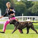 BigIslandBullies Best Dog Breeder of Hawaii Bullmastiff-Breeder-Slovakia