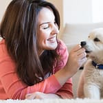 Dog fever Treatment Dog Fever