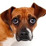 🐶 How Might 5G Affect Stray Dogs? A dog with eye discharge and coughing, symptoms of canine distemper