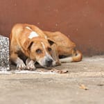 Magic formula to treat vomiting in dogs sick dog refising to eat