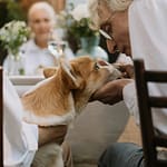 Playful interaction with a dog can boost mood and reduce stress