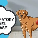 IBD in Dogs: Symptoms, Diagnosis, and Treatment IBD in Dogs