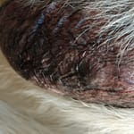 Why Is My Dog’s Scrotum Red and Itchy? Understanding Scrotal Dermatitis scrotal dermatitis