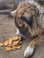 can we give parle g to dogs