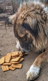 can we give parle g to dogs