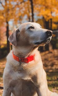 6 Question To ask Before getting A Labrador