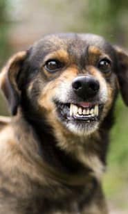 Top Three ways to avoid dog bite