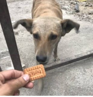 Parle G to Dogs