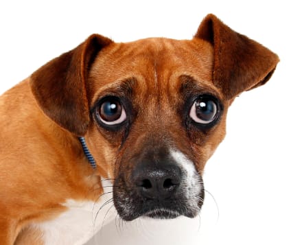 A dog with eye discharge and coughing, symptoms of canine distemper