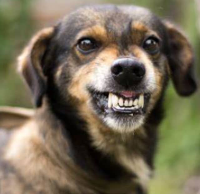 Avoid Dog bite
