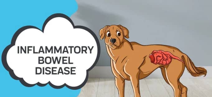 IBD in Dogs
