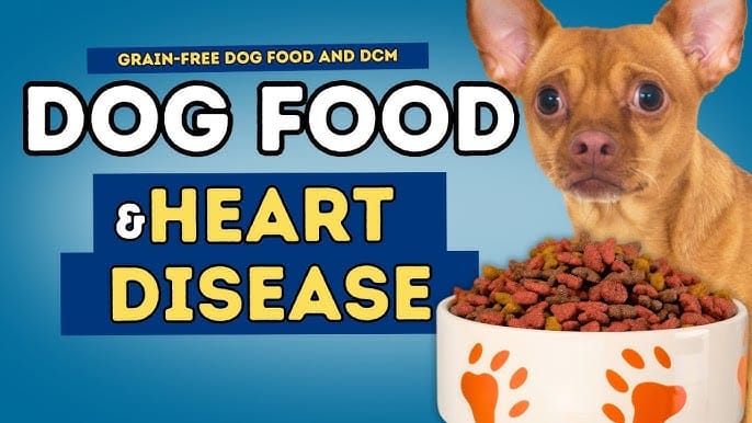 🐾 Grain-Free Diets and Canine Heart Disease: What Every Dog Owner Needs ... - Grain Free Dog Nutrition And Canine Cancer