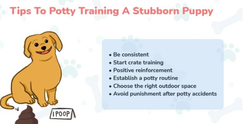 Potty Training Dogs