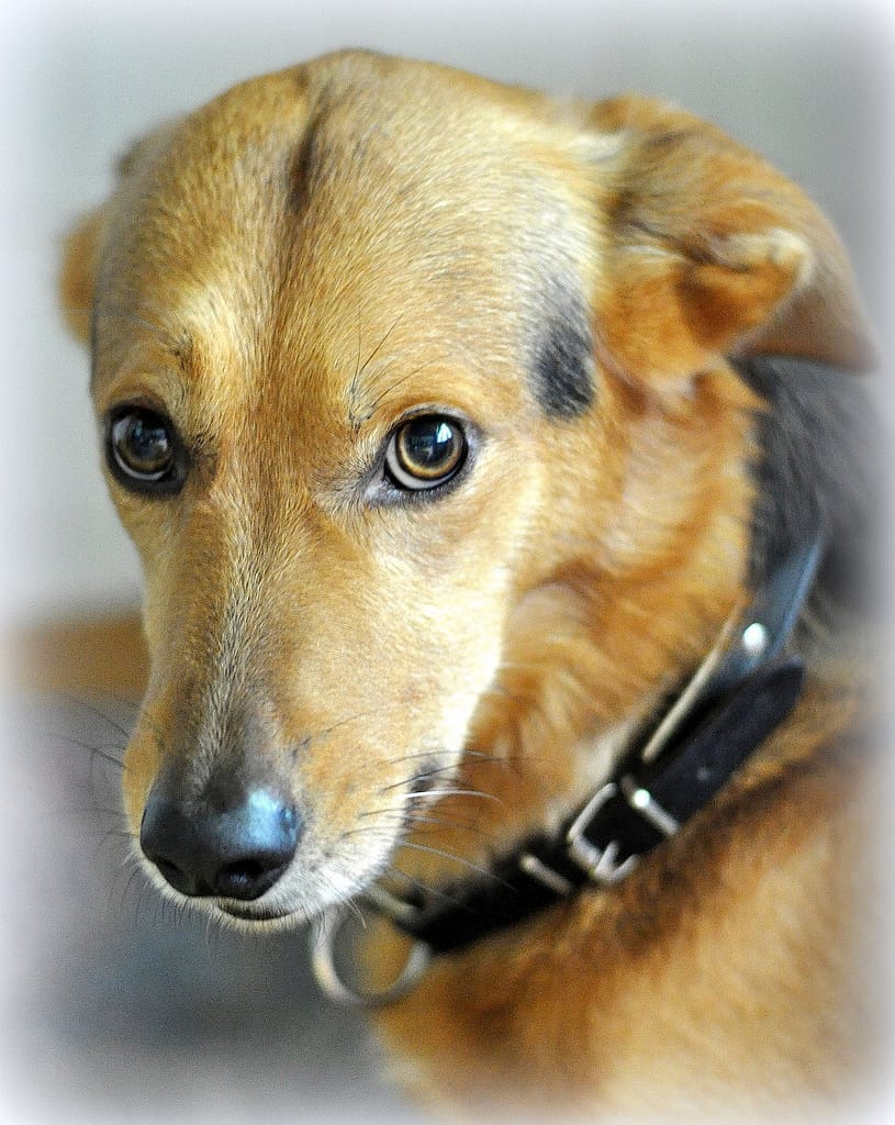A dog with canine distemper appearing weak and lethargic