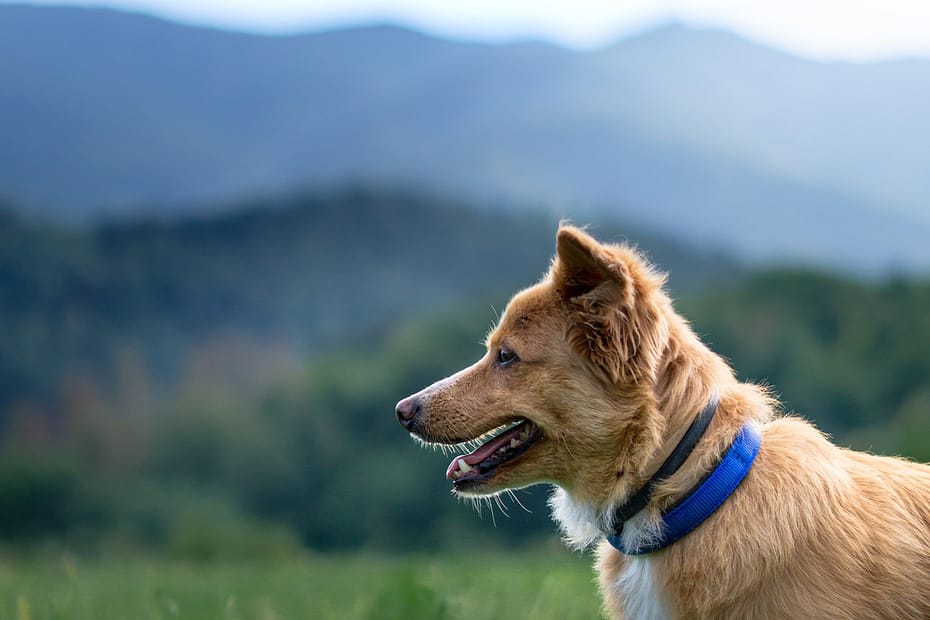 Abnormal vaginal bleeding in dogs