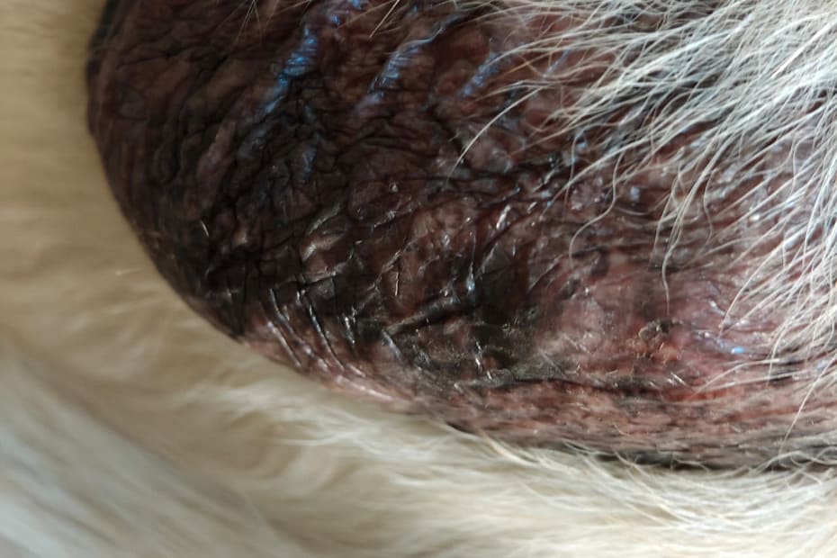 scrotal dermatitis