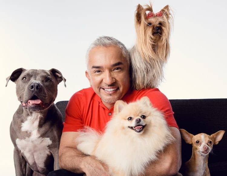 Animal and Pet Psychology