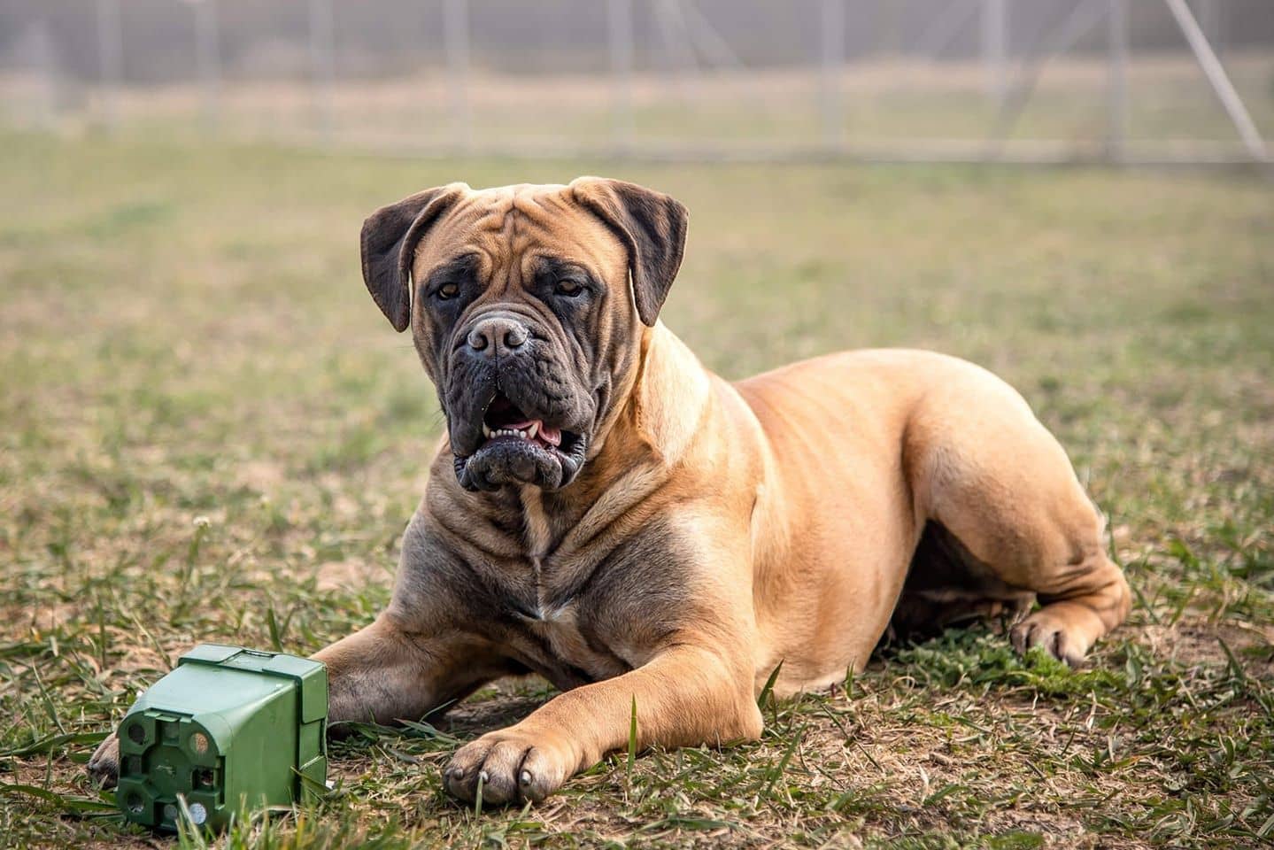 Dog breeders in Hawaii