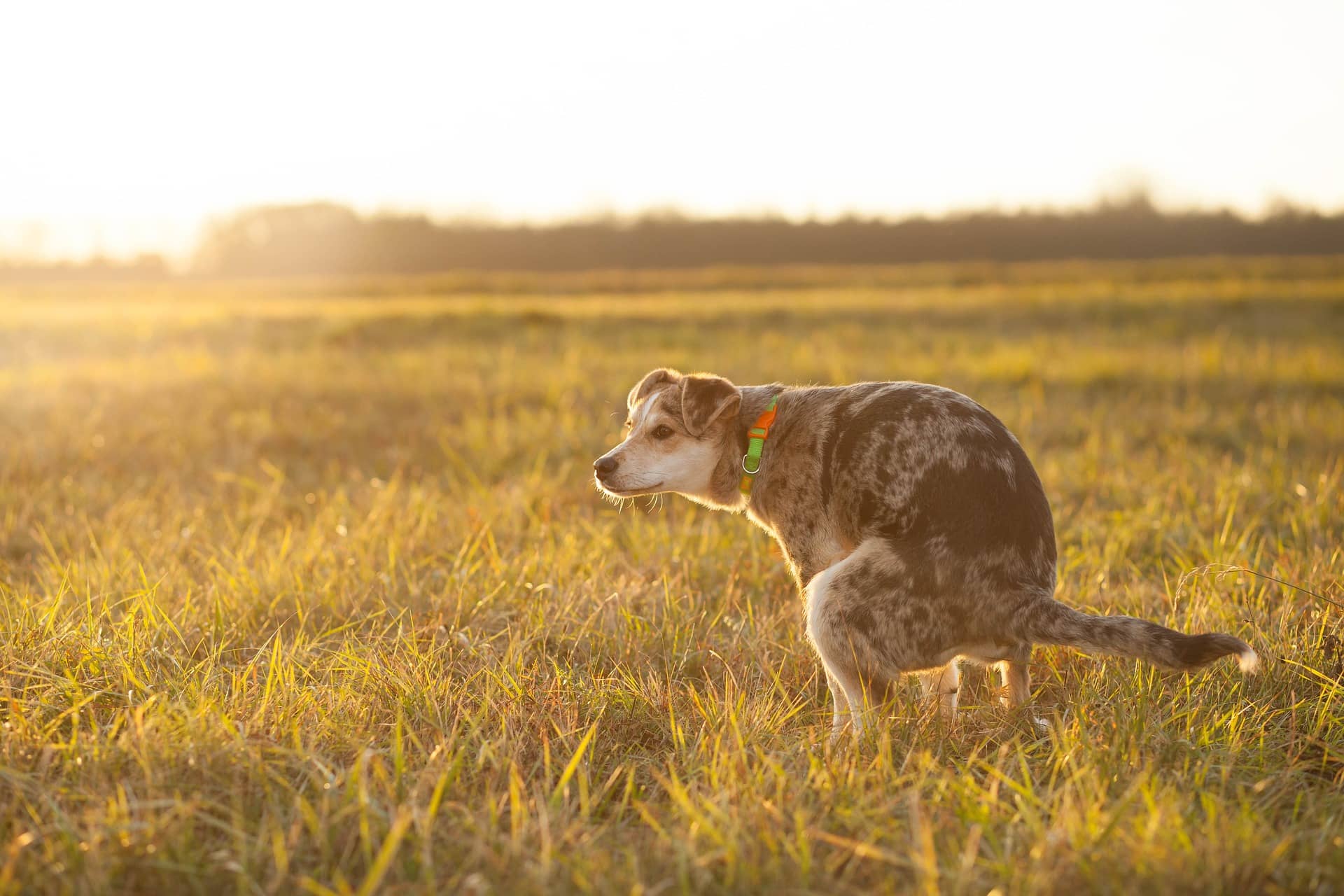 how to make a dog poop instantly