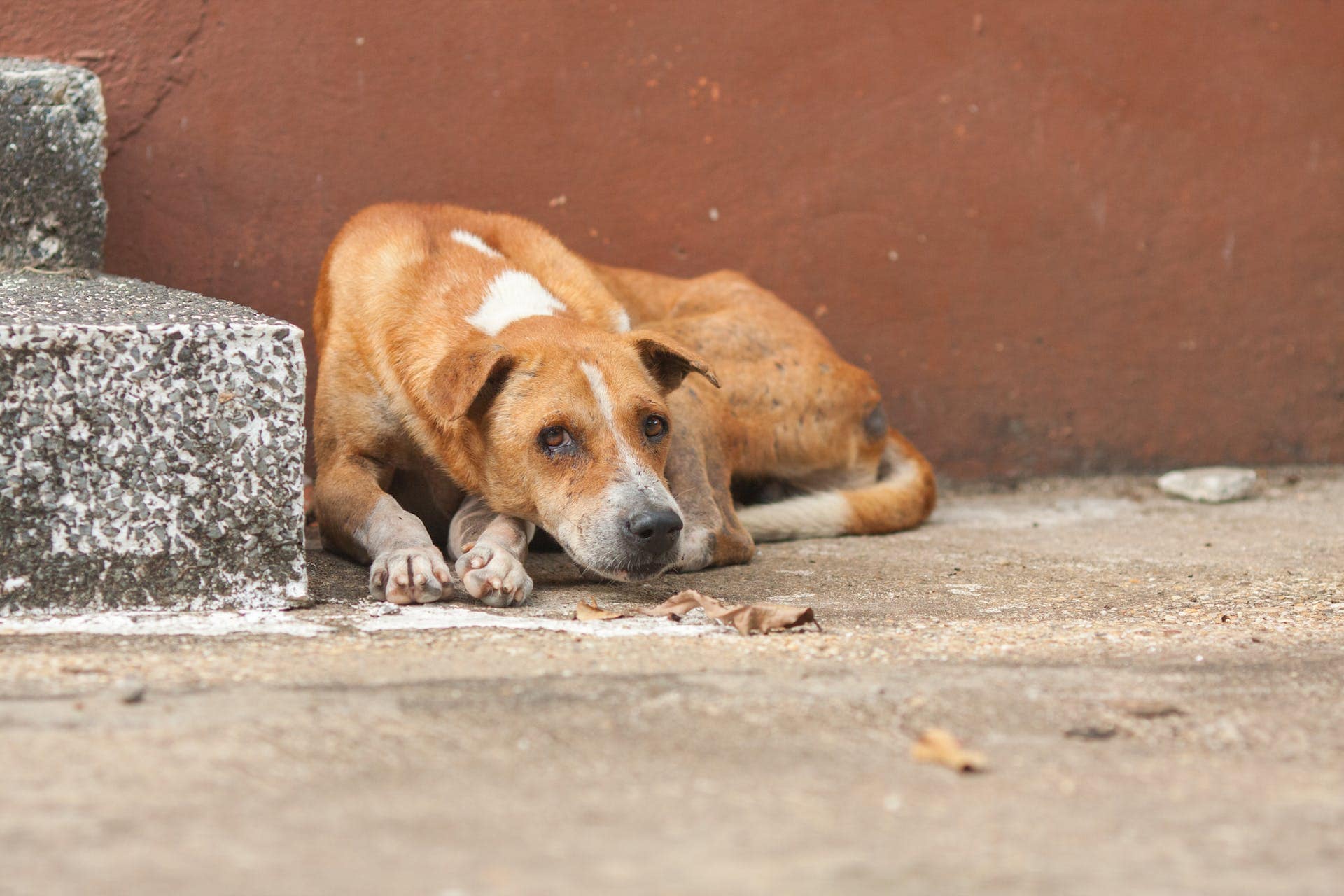 Dog adoption in Ranchi Pluto Pet Clinics